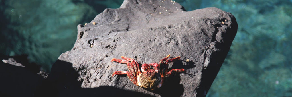 HOTELES EN TENERIFE SUR CON TODO INCLUIDO
