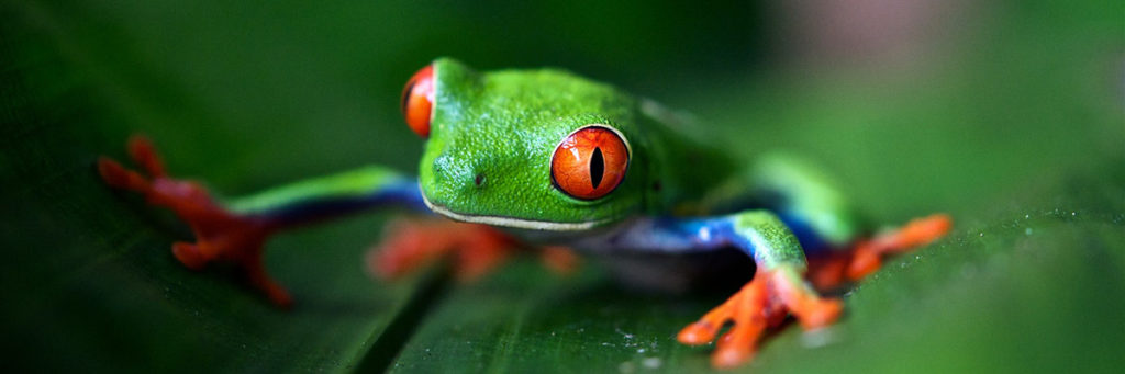 PURA VIDA: DISFRUTA COSTA RICA.